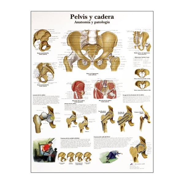 Lâmina de anatomia: Pelvis e quadril